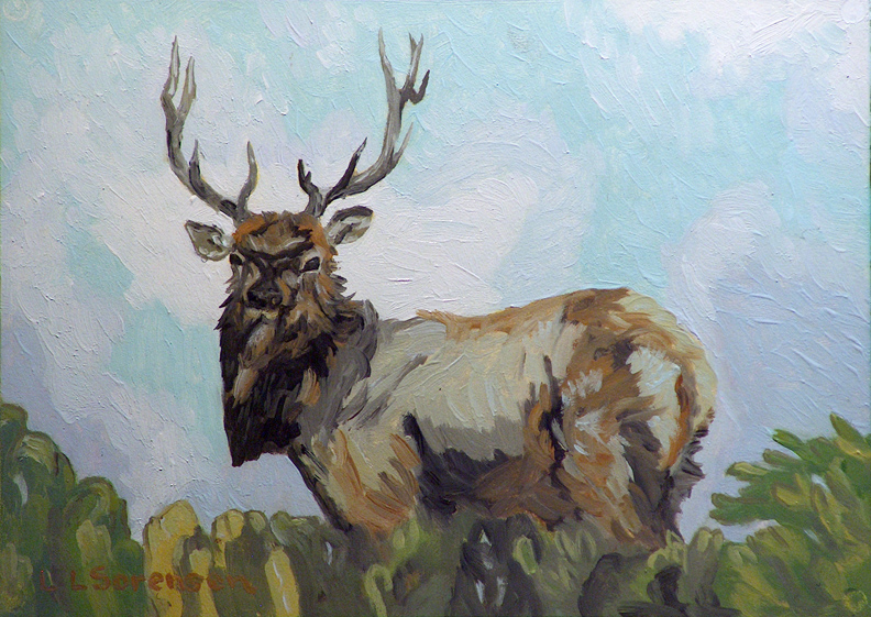 Linda Sorensen Pierce Point Elk